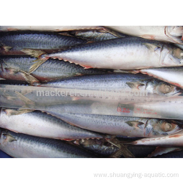 Best Quality Frozen Mackerel Whole Round Fish Wholesale